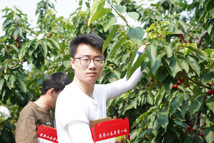Young Together，，“樱”为有你 | 万赢娱乐工业开展新入职大学生樱桃采摘主题团建运动-万赢娱乐要闻-万赢娱乐