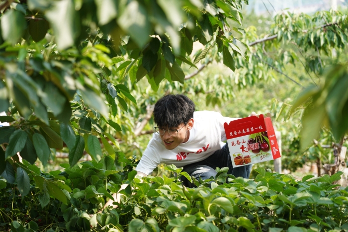 Young Together，，“樱”为有你 | 万赢娱乐工业开展新入职大学生樱桃采摘主题团建运动-万赢娱乐要闻-万赢娱乐