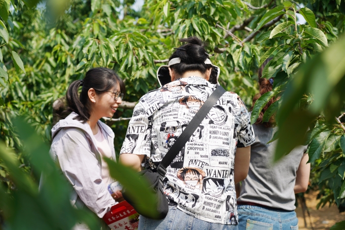 Young Together，，“樱”为有你 | 万赢娱乐工业开展新入职大学生樱桃采摘主题团建运动-万赢娱乐要闻-万赢娱乐