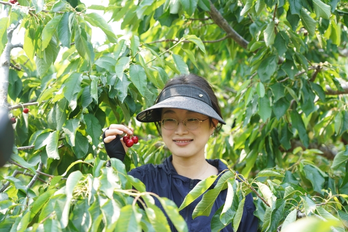 Young Together，，“樱”为有你 | 万赢娱乐工业开展新入职大学生樱桃采摘主题团建运动-万赢娱乐要闻-万赢娱乐